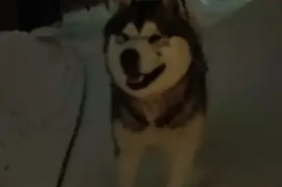 Найдена собака, Малышево, фото: Найдена собака, Красная улица, Малышево - упитанная, боится подходить