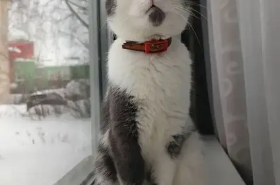 Найдена кошка, Томск, фото: Найдена кошка, улица Ивановского, 3, Томск - белая с серыми пятнами