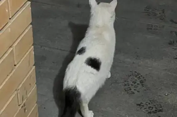 Найдена кошка, Уфа, фото: Найдена кошка, Бакалинская улица, 64/3, Уфа - бегает вокруг дома