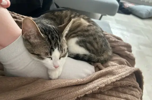 Кошки потеряшки, Южно-Сахалинск, фото: Потеряшка кошка, проспект Мира, 280, Южно-Сахалинск - маленькая светло-коричневая с белыми пятнами