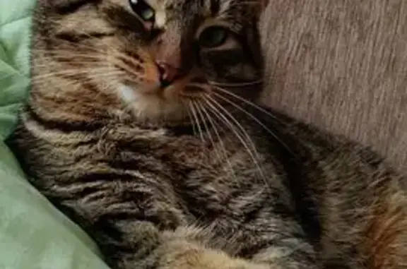 Пропал кот, Октябрьская улица, Арамиль - тигровый окрас, шрам на носу - photo