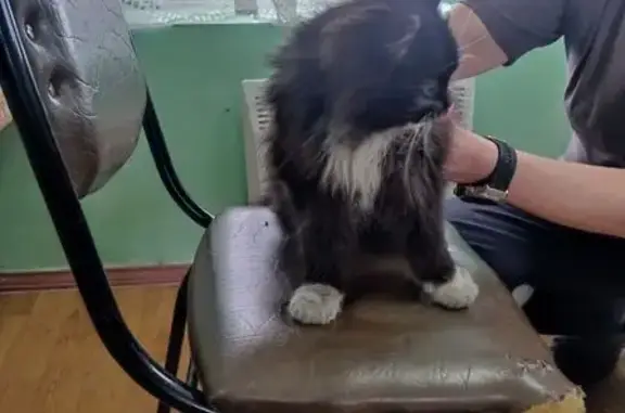 Найдена кошка, Усолье-Сибирское, фото: Найдена кошка, улица Крупской, Усолье-Сибирское - пушистая с белыми лапками