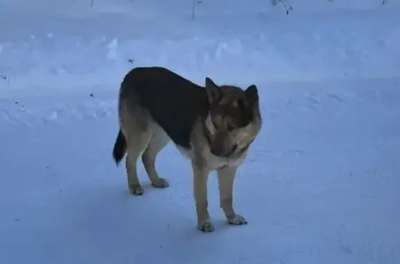 Найдена собака, Скребловское, фото: Найден собака, Скребловское сельское поселение, Ленинградская область - похож на овчарку