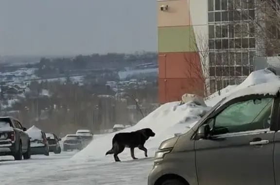 Найдена собака, Томск, фото: Найдена собака, Томск - крупная, одно ухо висит