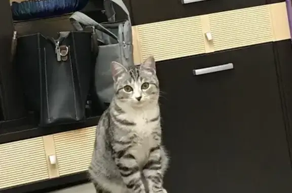 Объявления о пропавших и найденных животных, Полысаево, фото: Пропал кот, улица Космонавтов, 43, Полысаево - нерегулярно окрашен нос