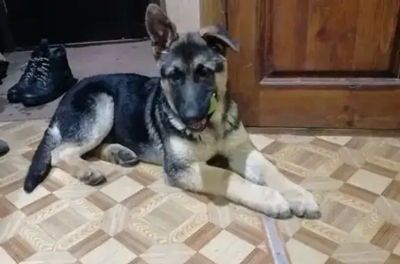 Найдена собака, Барсуки, фото: Найден щенок собаки, Барсуки, Тульская область - немецкая овчарка