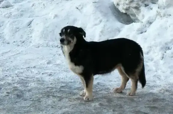 Найдена собака, Уфа, фото: Найдена собака, проспект Октября, 71В, Уфа - тёмный окрас