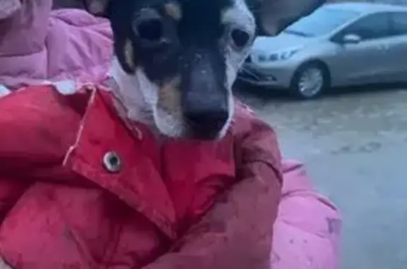 Найдена собака, Голубицкая, фото: Найдена собака, Голубицкая, Краснодарский край - ласковая и контактная