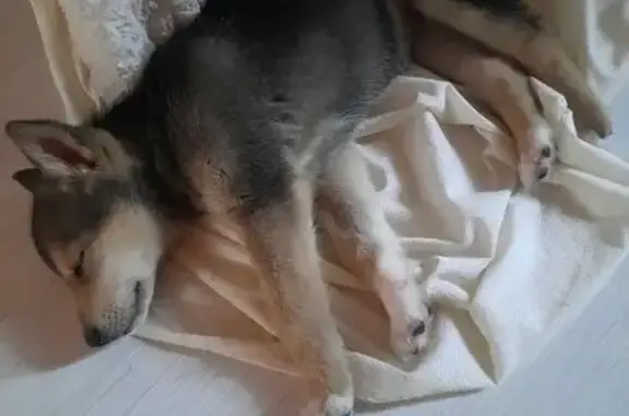 Найдена собака, женский пол, улица Рогожина, Тобольск - photo