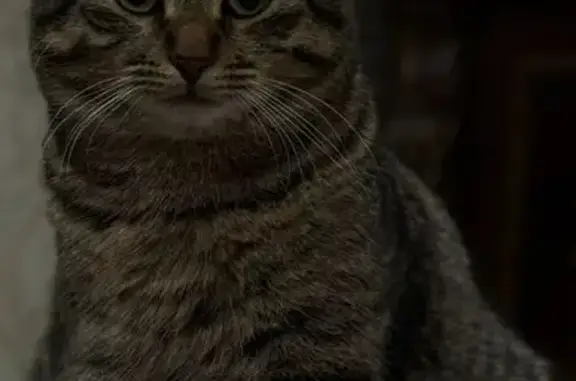 Пропал кот, Киров, Волгоградская область - полосатый с зелеными глазами - photo