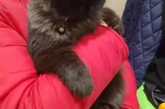 Найдена кошка, Михайловск, фото: Найдена кошка, улица Ленина, 167/2, Михайловск - чёрная пушистая с серым ошейником