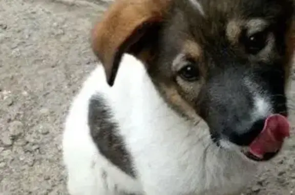 Пропала собака, улица Водянникова, 55, Красноярск - девочка, 8 месяцев, без ошейника - photo