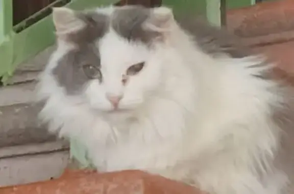 Найдена кошка, Киров, фото: Найдена кошка, Ленинградская улица, Киров - сидит второй день в подъезде