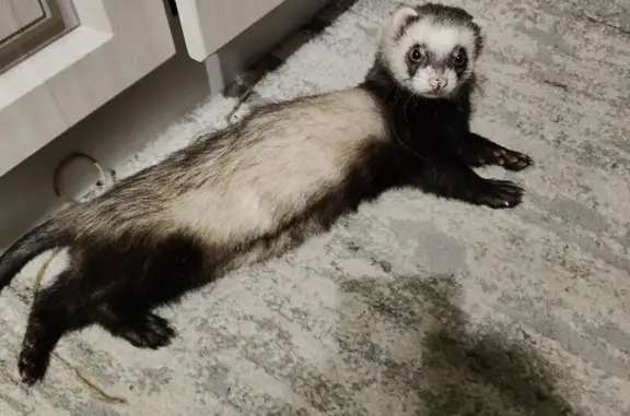 Пропал хорек, мужской, Кольцов...