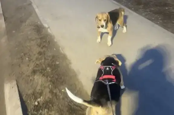 Найдена собака, Михайловск, фото: Найдена собака, Гражданская улица, 1, Михайловск - бигль в коричневом ошейнике