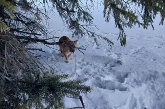 Найденные животные Набережные Челны, фото: Найдена собака, проспект Чулман, Набережные Челны - дрожит от холода