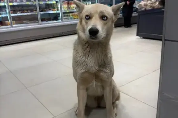 Найдена собака, Краснодар, Краснодарский край - окрас как у хаски, голубые глаза - photo