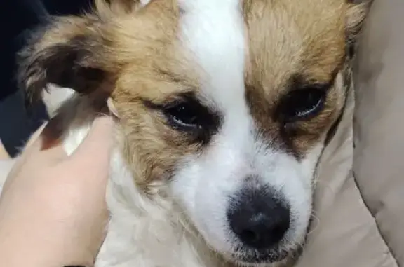 Найдена собака, Мирная улица, 11, Псков - ошейник с колокольчиком - photo