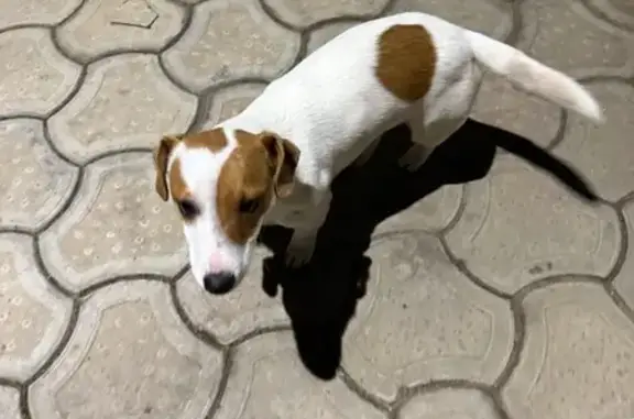 Найдена собака, Элиста, фото: Найдена собака, улица Ленина, 199, Элиста