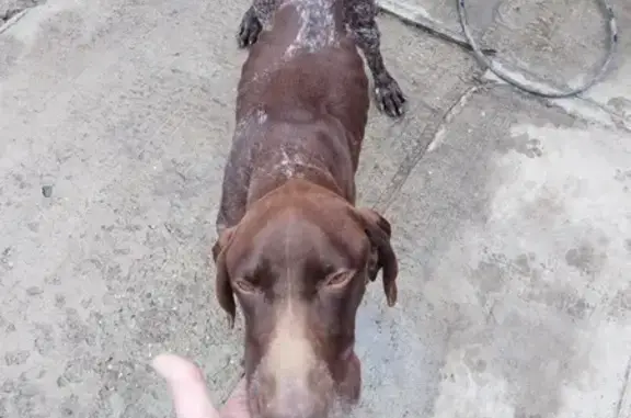 Найдена собака, Тахтамукайское, фото: Найден собака, Южный обход, Тахтамукайское сельское поселение - курцхаар, коричневый с белыми пятнами