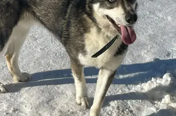 Пропал собака, мужской, Лагерная улица, городское поселение Васильево - боится людей - photo