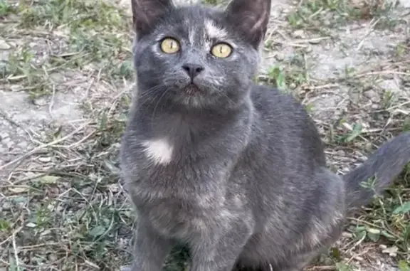 Пропала кошка, улица Луначарского, Новороссийск - серый окрас с рыжими пятнами - photo