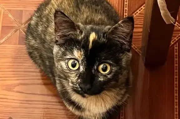 Объявления о пропавших и найденных животных, Лениногорск, фото: Пропала кошка, Кузнечная улица, Лениногорск - черепаховый окрас