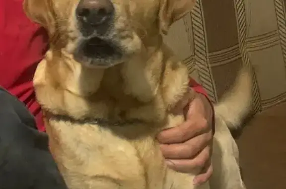 Пропал собака, Московская улица, 424/1, Супонево - лабрадор палевого цвета - photo