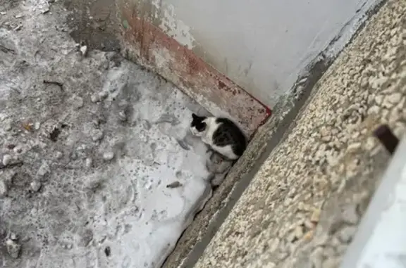 Найдена кошка, Чита, фото: Найдена кошка, 24, Чита - сидит в углу дома