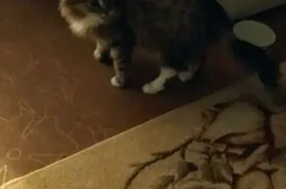 Найдена кошка, Красноярск, фото: Найдена кошка, улица Молокова, Красноярск - многоцветная, около 1 годика