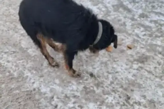 Найдена собака, Псков, фото: Найдена собака, Алмазная улица, Псков - небольшая чёрная с сединой