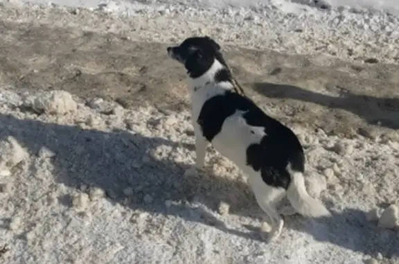 Найдена собака, Томск, фото: Найдена собака, проспект Ленина, 17А, Томск - была на остановке Учебная