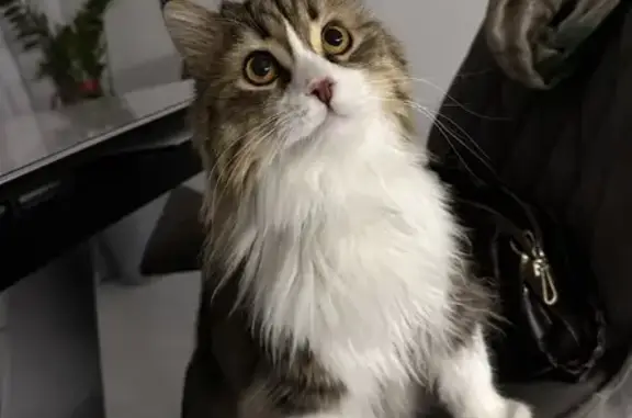 Кошки потеряшки, Таганрог, фото: Потеряшка кот, 14-й Новый переулок, 85, Таганрог - бело-серый окрас