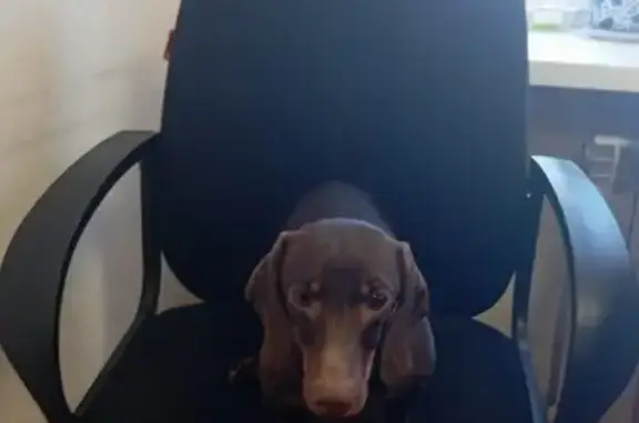 Найдена собака, Заречный, фото: Найдена собака, Ленинградская улица, 11А, Заречный - такса девочка шоколадного цвета