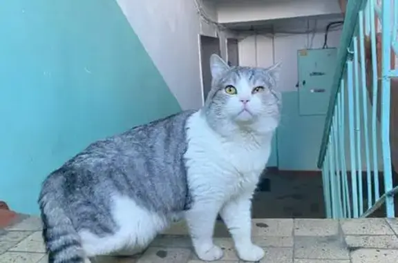 Найдена кошка, Томск, фото: Найдена кошка, улица Карла Маркса, 77, Томск - с прищуром на левый глаз