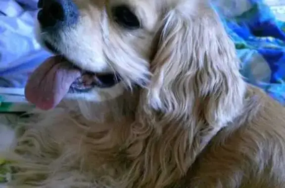 Найденные животные Полевской, фото: Найден собака, мужской, улица Ленина, Полевской - персиковый кокер спаниель