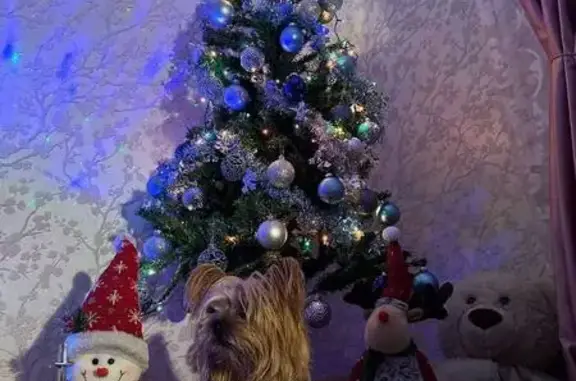 Пропал собака, Новочеркасский проспект, 45 к1, Санкт-Петербург - с ошейником, откликается на имя - photo