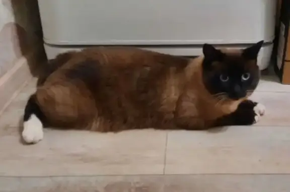 Пропала кошка, улица Ленина, 17, Снежинск - сиамский окрас - photo