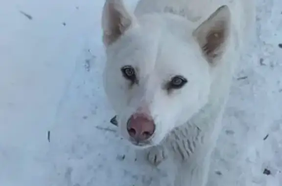 Найдена собака, Омск, фото: Найден собака, мужской, 2-я Дачная улица, 25/1, Омск
