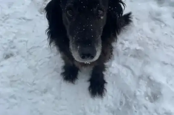 Найденные животные Вязьма, фото: Найдена собака, Юбилейная улица, Вязьма - ласковая и возрастная