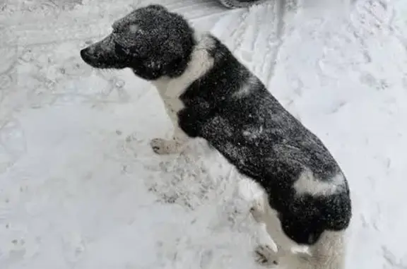 Найдена собака, Реутов, фото: Найдена собака, Транспортная улица, Реутов - черно-белая с ошейником