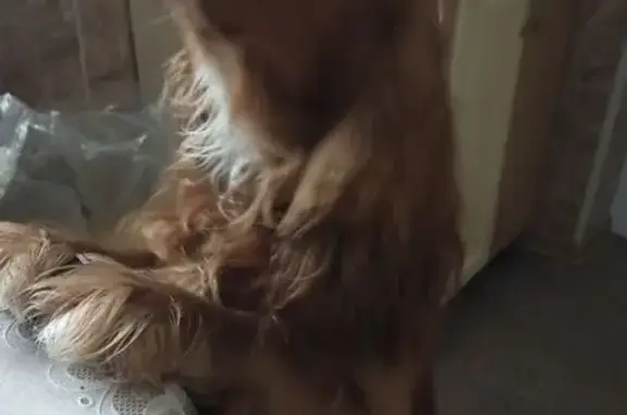 Найдена собака, Липецк, фото: Найден собака, мужской, Студёновская улица, 23Б, городской округ Липецк