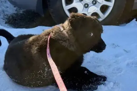 Найдена собака, Красноярск, фото: Найдена собака, Лесная улица, 2Г, Красноярск - очень добрая девочка