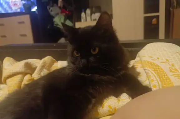 Пропал кот, улица Рылеева, 74, городской округ Тамбов - черный с седыми вкраплениями - photo