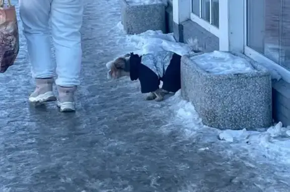 Найдена собака, Челябинск, фото: Найдена собака, проспект Ленина, 69/3, Челябинск - в синей куртке