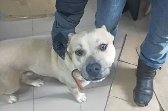 Найдена собака, Балашов, фото: Найден собака, улица Горохова, 4, Балашов - кабель с оранжевым ошейником