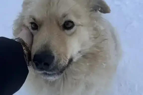 Пропала собака, женский пол, площадь Нефтяников, Нижневартовск - photo