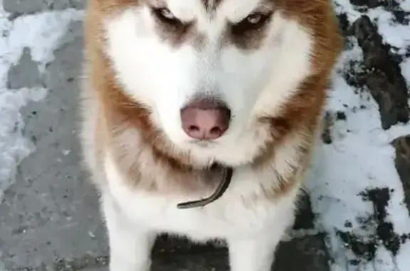 Собаки потеряшки, Пенза, фото: Потеряшка собака, мужской, улица Ключевского, 18А, городской округ Пенза