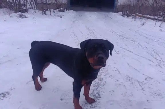 Пропала собака, Верхняя Покровка, Казачкое - ротвейлер, женский - photo