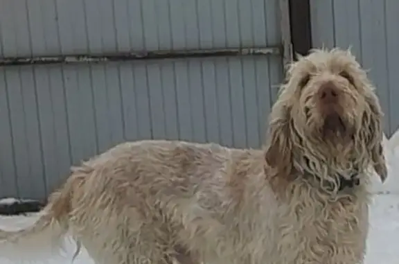 Пропал собака, Щепкинское шоссе, Ростов-на-Дону - песочного цвета, недоверчивый к людям - photo